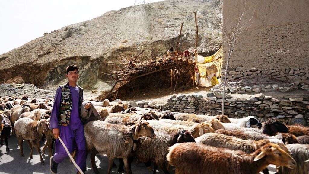 Progetto di agro-pastorizia in Afghanistan