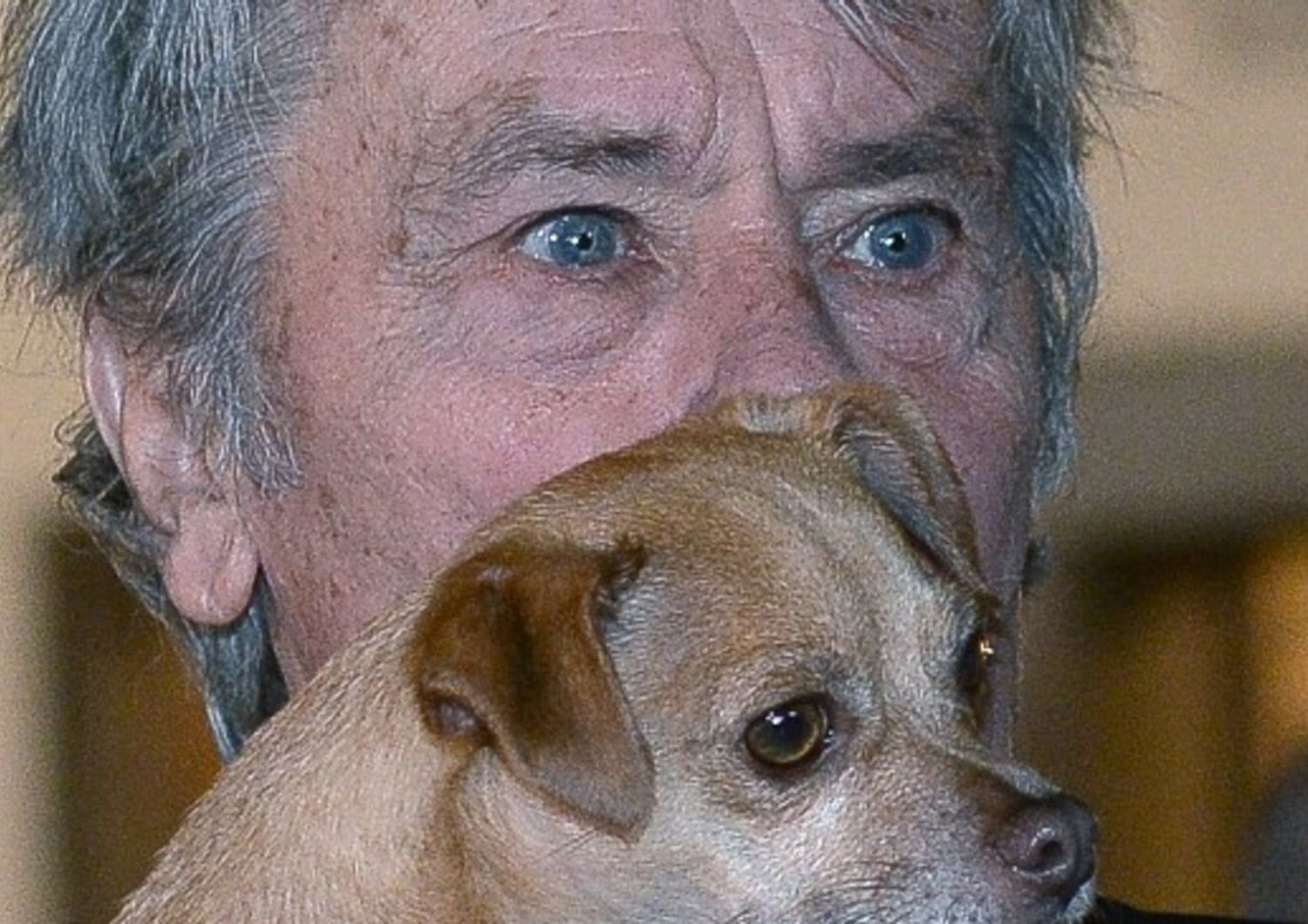 alain delon sepolto vicino suoi cani senza funerale di stato