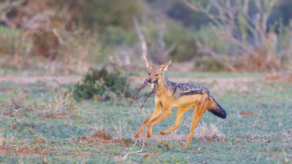 Kenya, Laïkipia County, la chasse dans la savane