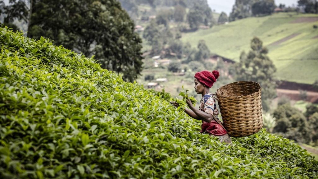 Récolteuse de feuilles de thé dans le Muranga, Kemya