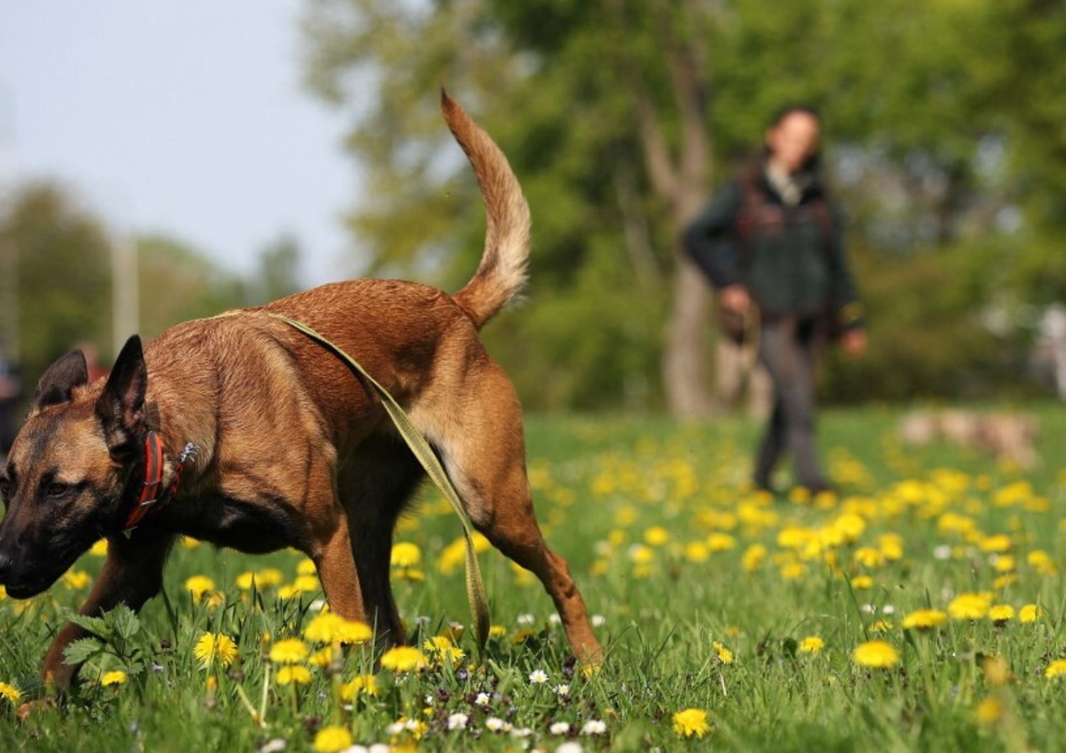 Un malinois belga