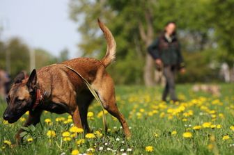 Un malinois belga