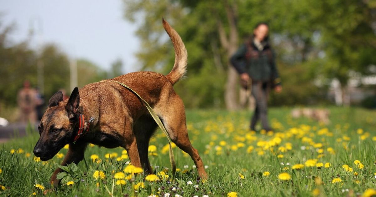 アラン・ドロンの犬は殺されない