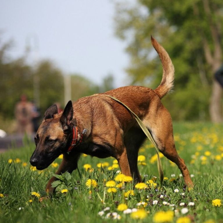 Un malinois belga