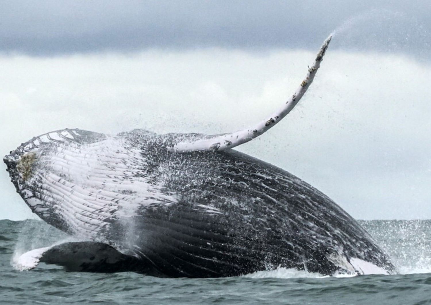 Balena Megattera (Afp)&nbsp;