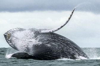 Balena Megattera (Afp)&nbsp;