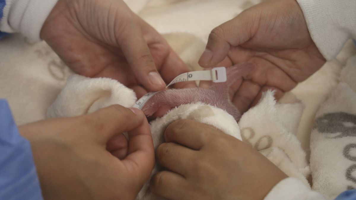 Panda gemelli nati allo zoo di Berlino