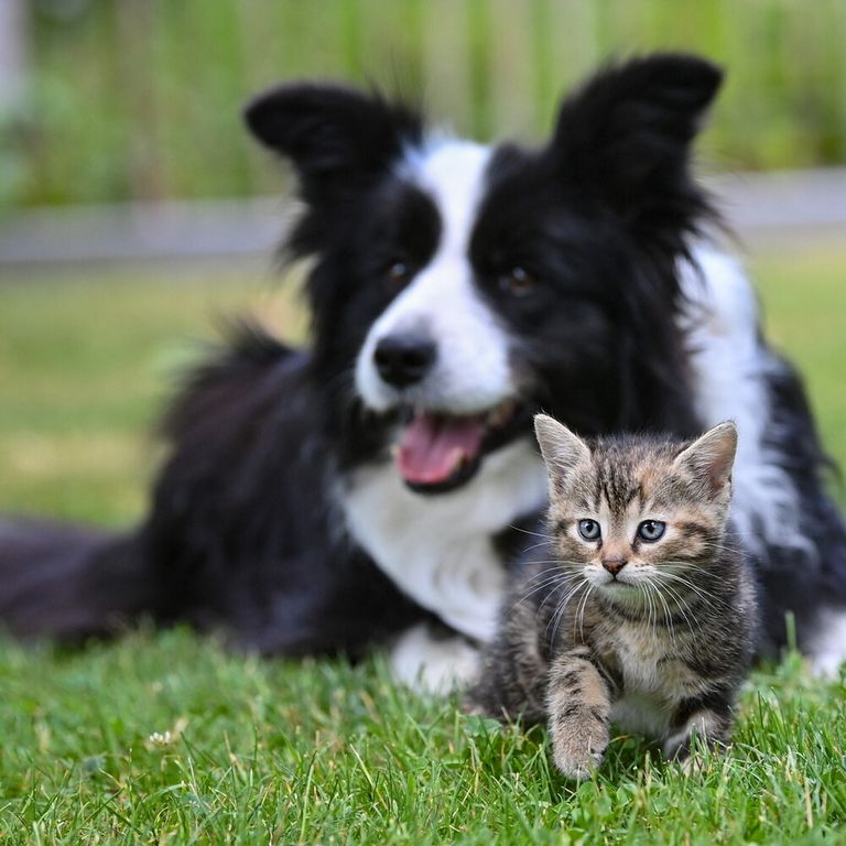 Cane e gatto