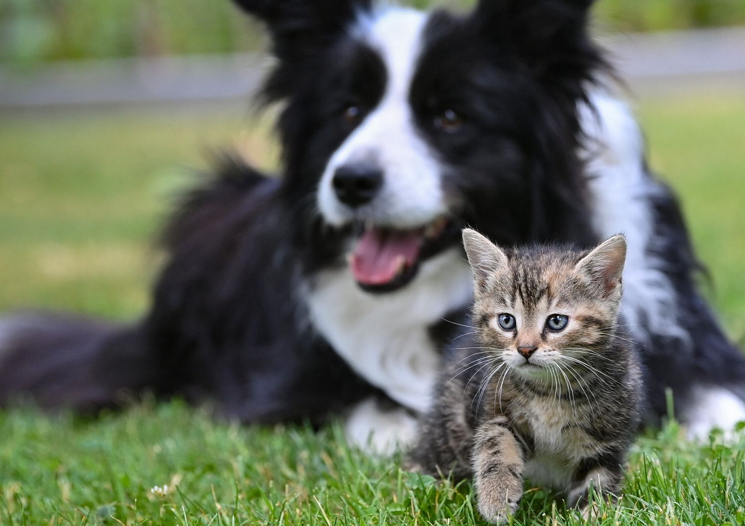 Cane e gatto