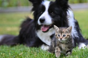 Cane e gatto