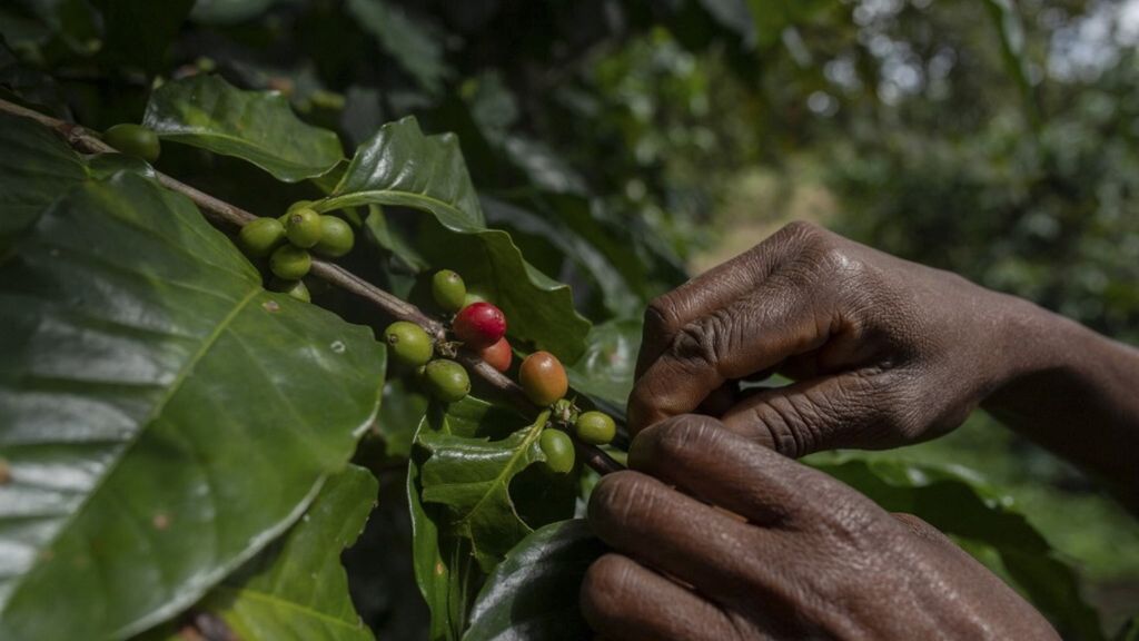 Cueillette à la main des grains de café, Ouganda