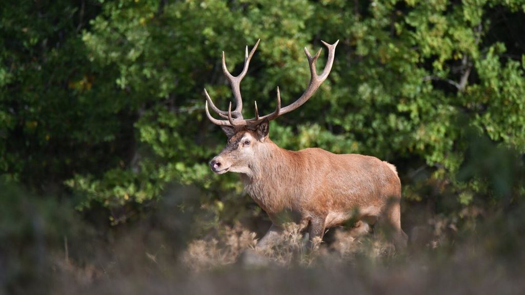 Il WWF contro l'Abruzzo, contesta l'uccisione di quasi 500 cervi, cuccioli compresi