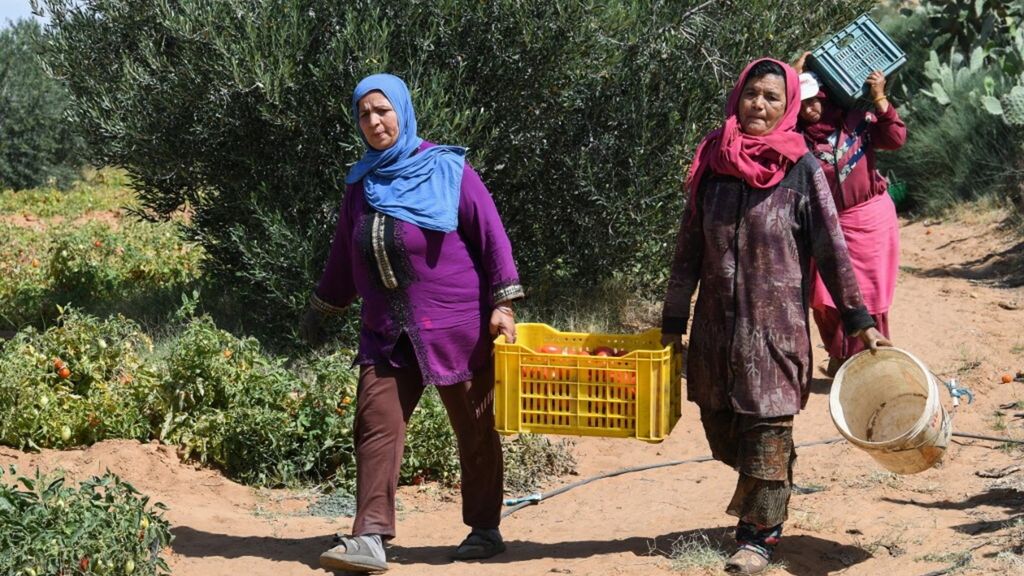 Femmes tunisiennes travaillant dans les champs de tomates, Kairouan, 2024