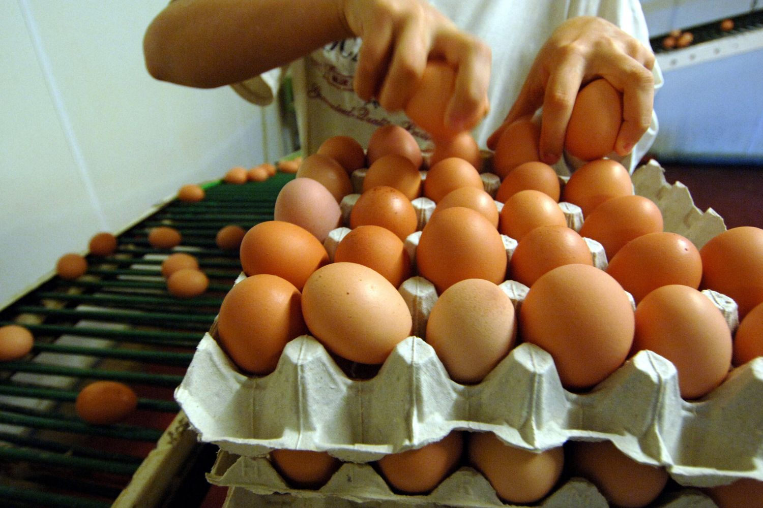 &nbsp;uova d'allevamento