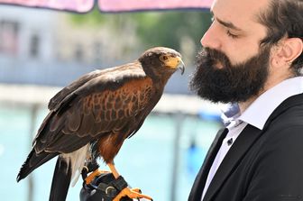 venezia cinema falchi gabbiani