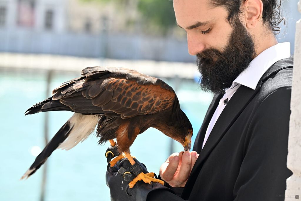 Sei falchi tra gli ospiti per allontanare i gabbiani