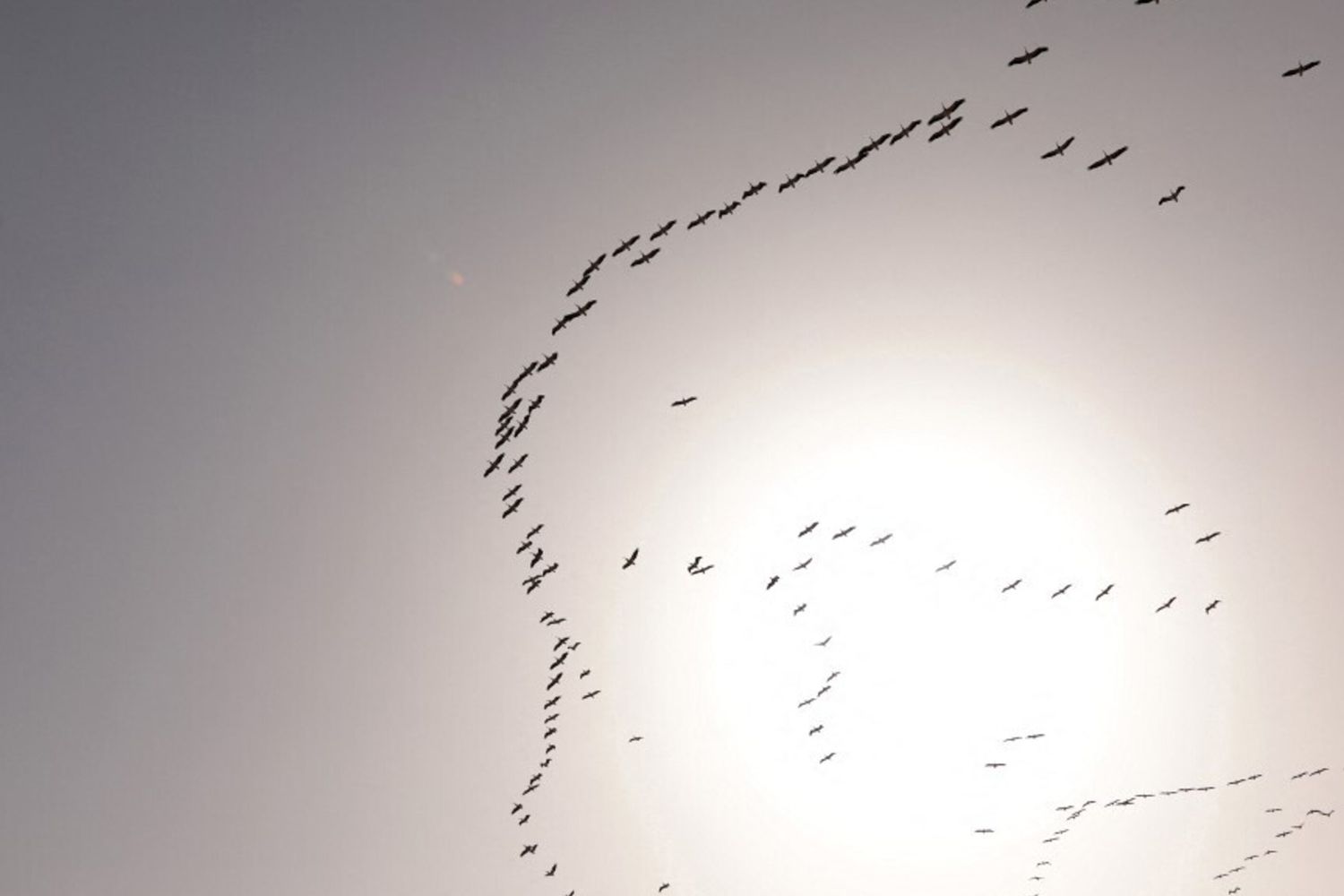 Une volée d'oiseaux migrateurs en Europe