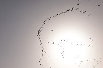 Une volée d'oiseaux migrateurs en Europe