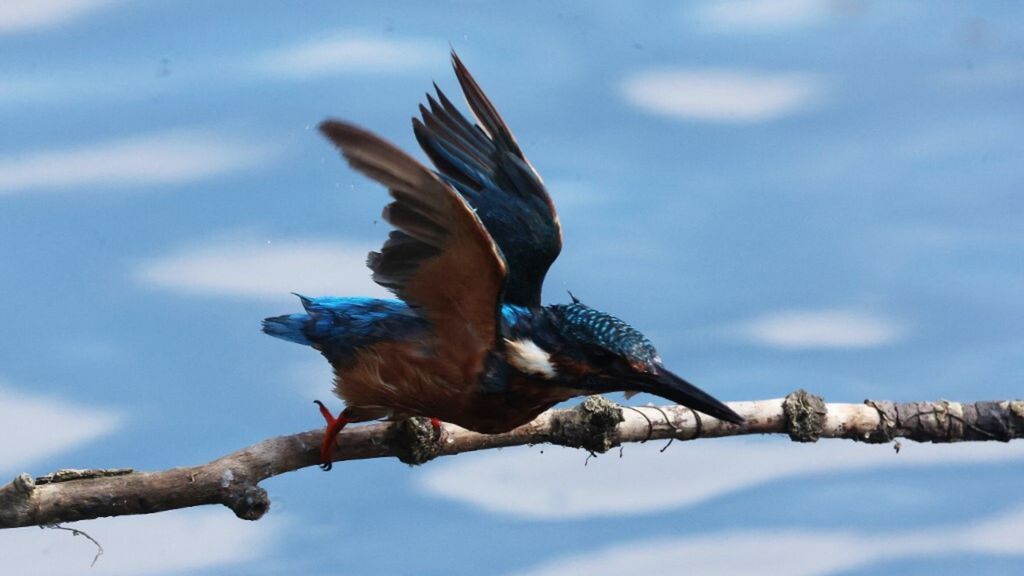 Une mésange bleue prête  à migrer