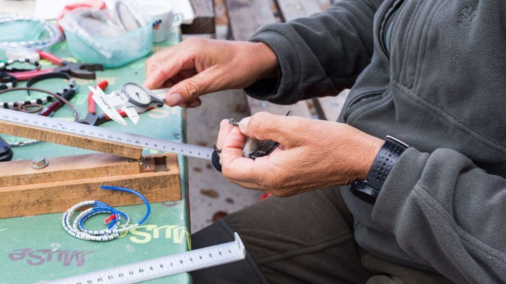 Le  baguage d'un oiseau au laboratoire de Bocca de Caset, Italie, 2024