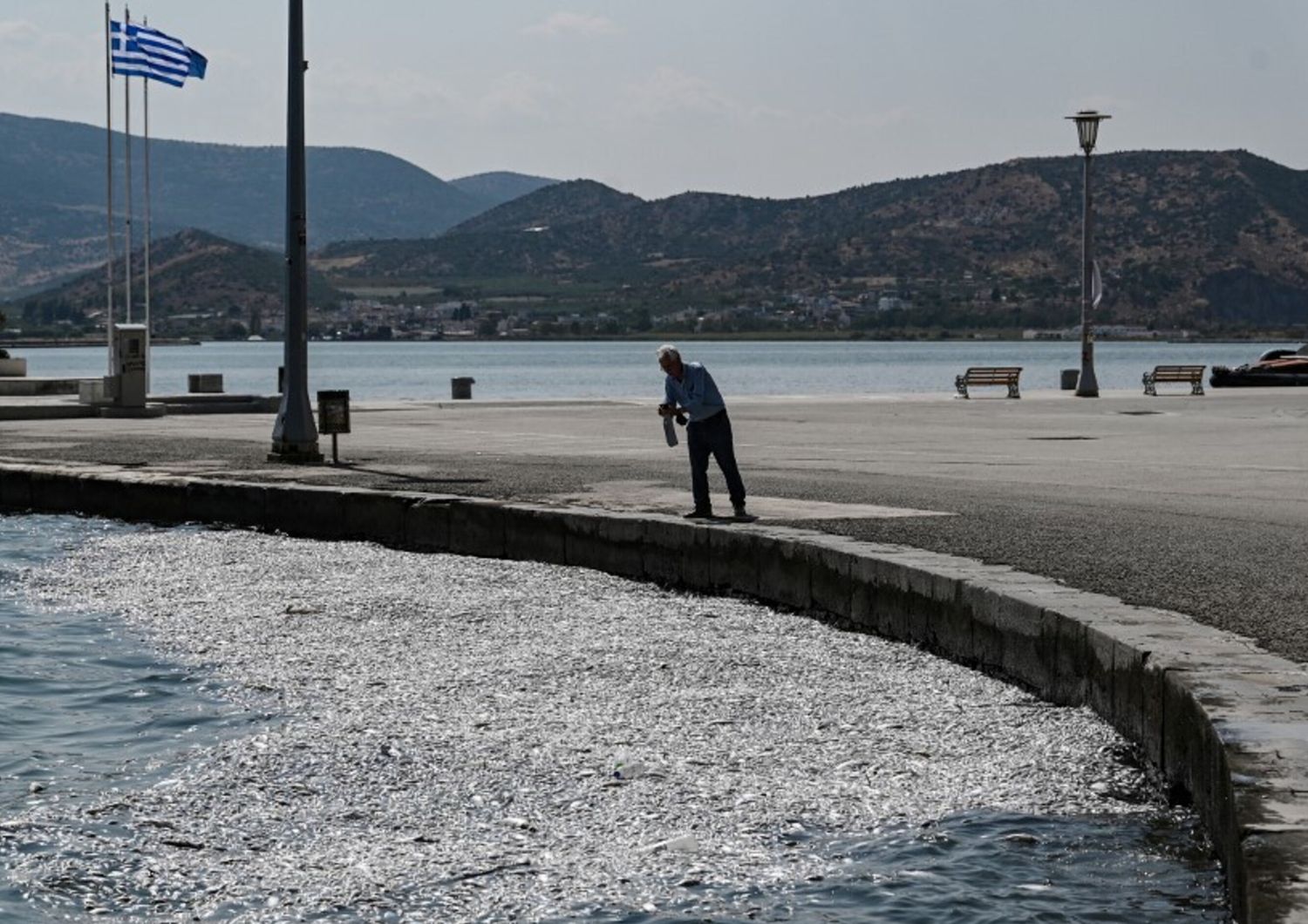 Grecia, migliaia di pesci morti nel porto di Volos