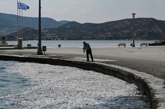 Grecia, migliaia di pesci morti nel porto di Volos