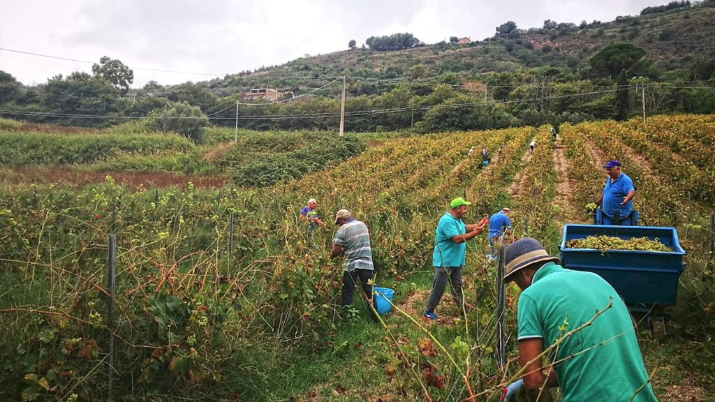 La vendange de la légalité à Salemi, Sicile, 2024