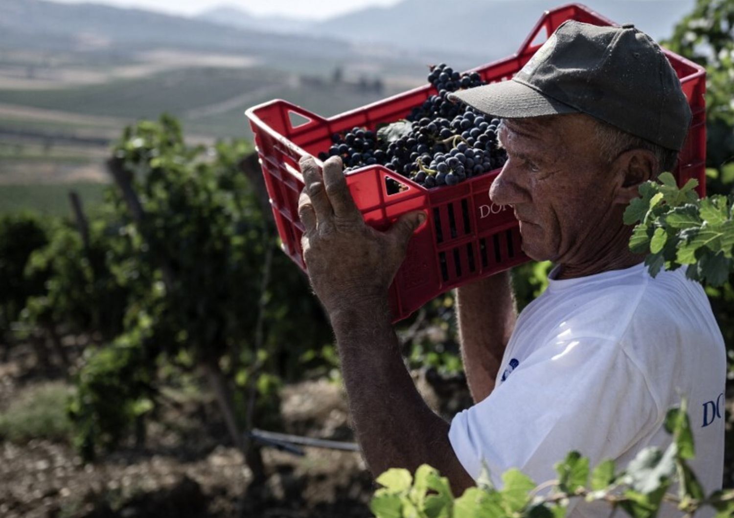 Les vendanges en Sicile, septembre 2024