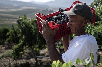 Les vendanges en Sicile, septembre 2024