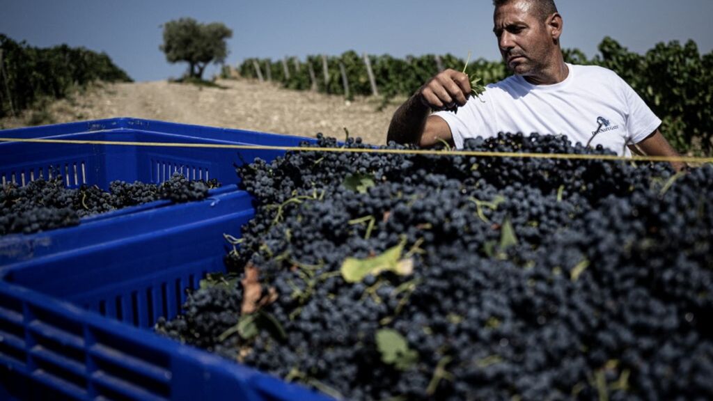 Les vendanges en Sicile, septembre 2024