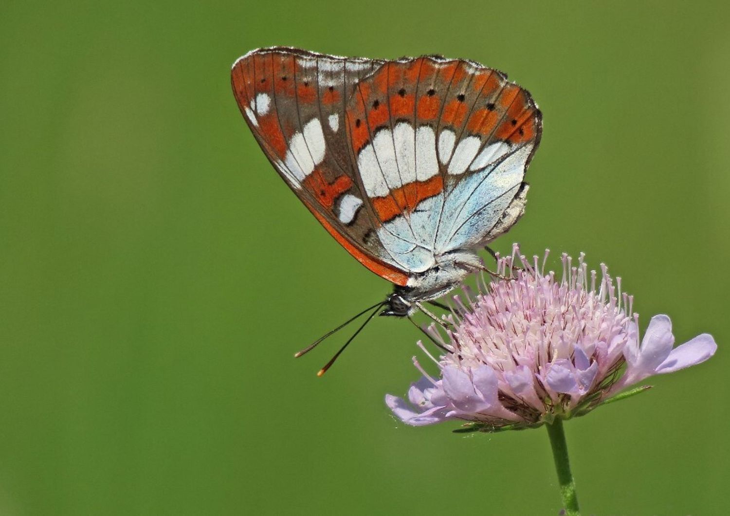 Farfalla ‘admiral’