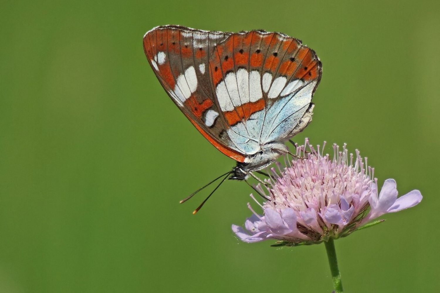 Farfalla ‘admiral’