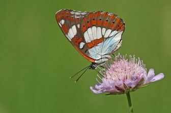 Farfalla ‘admiral’