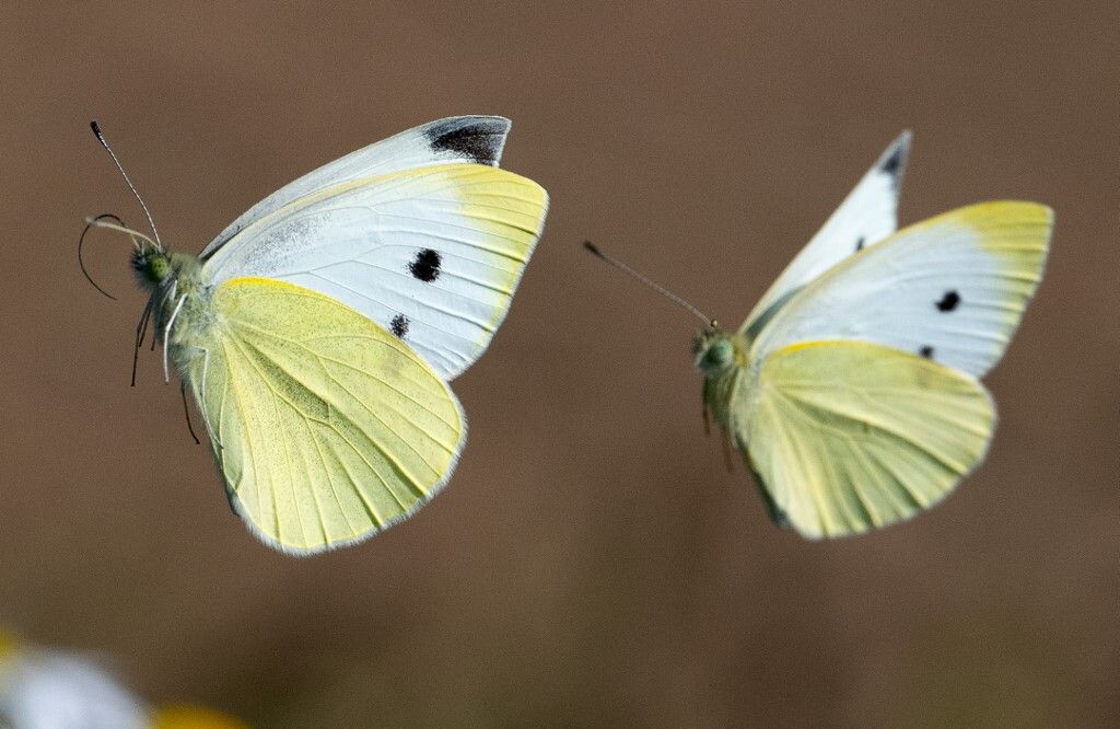 Due farfalle sudamericane