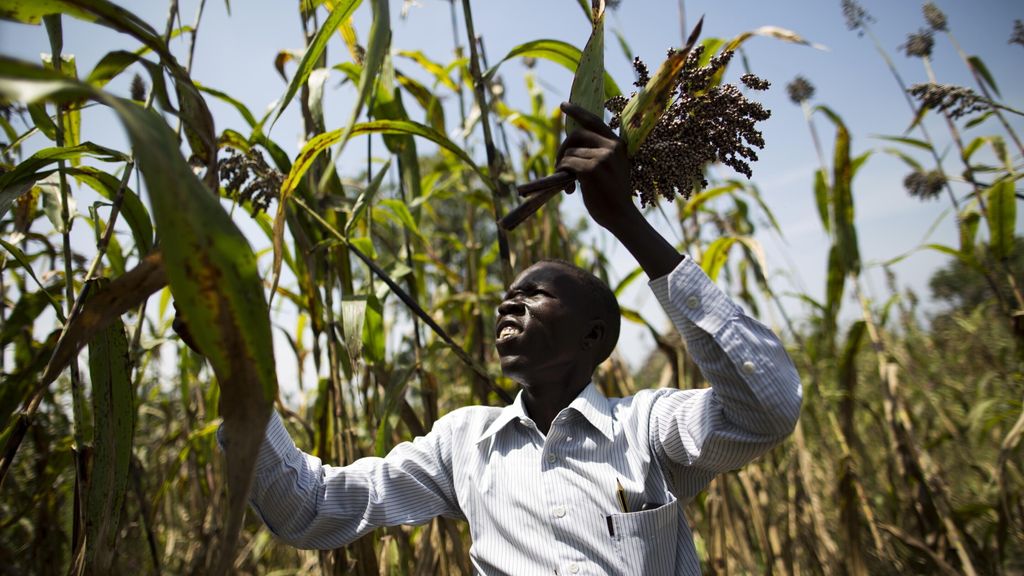 En Afrique l'agriculture est un secteur d'activité primaire,  partie intégrante du Plan Mattei