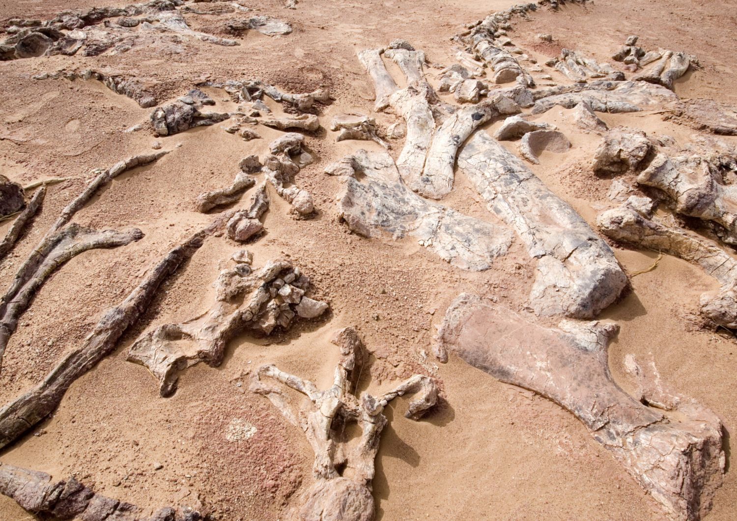 Fossili nel deserto