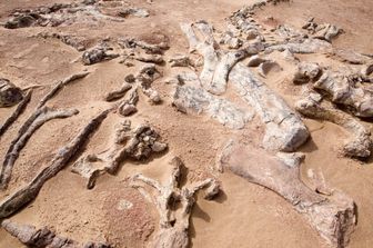 Fossili nel deserto