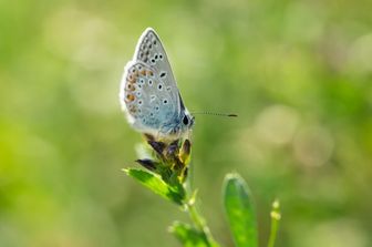 Una rara farfalla in Gran Bretagna