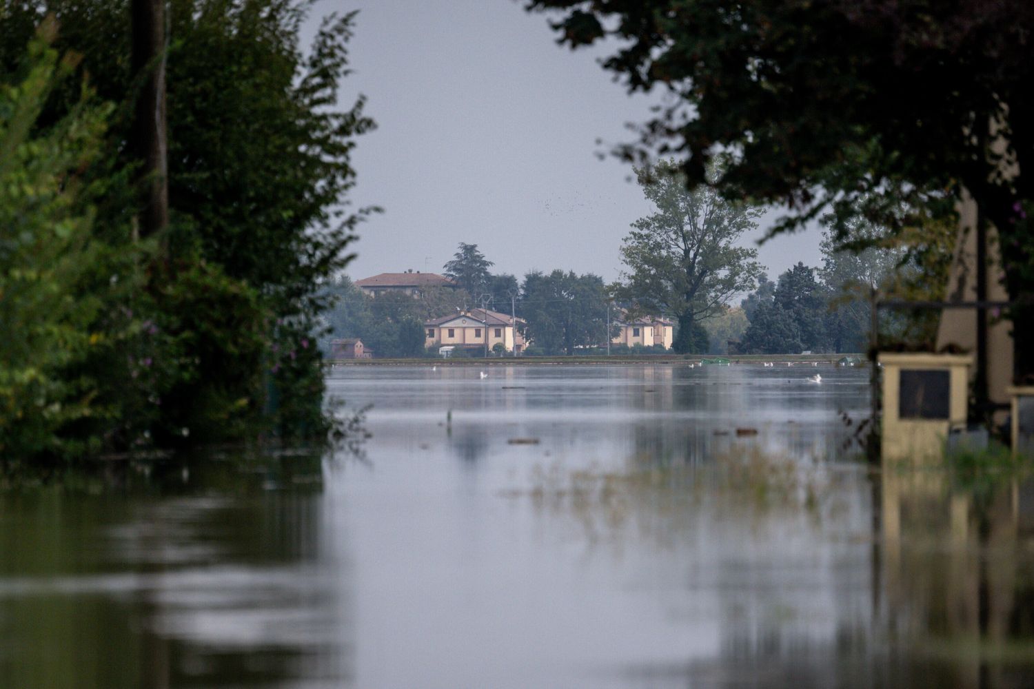 Corsa contro il tempo per salvare 200 vitelli