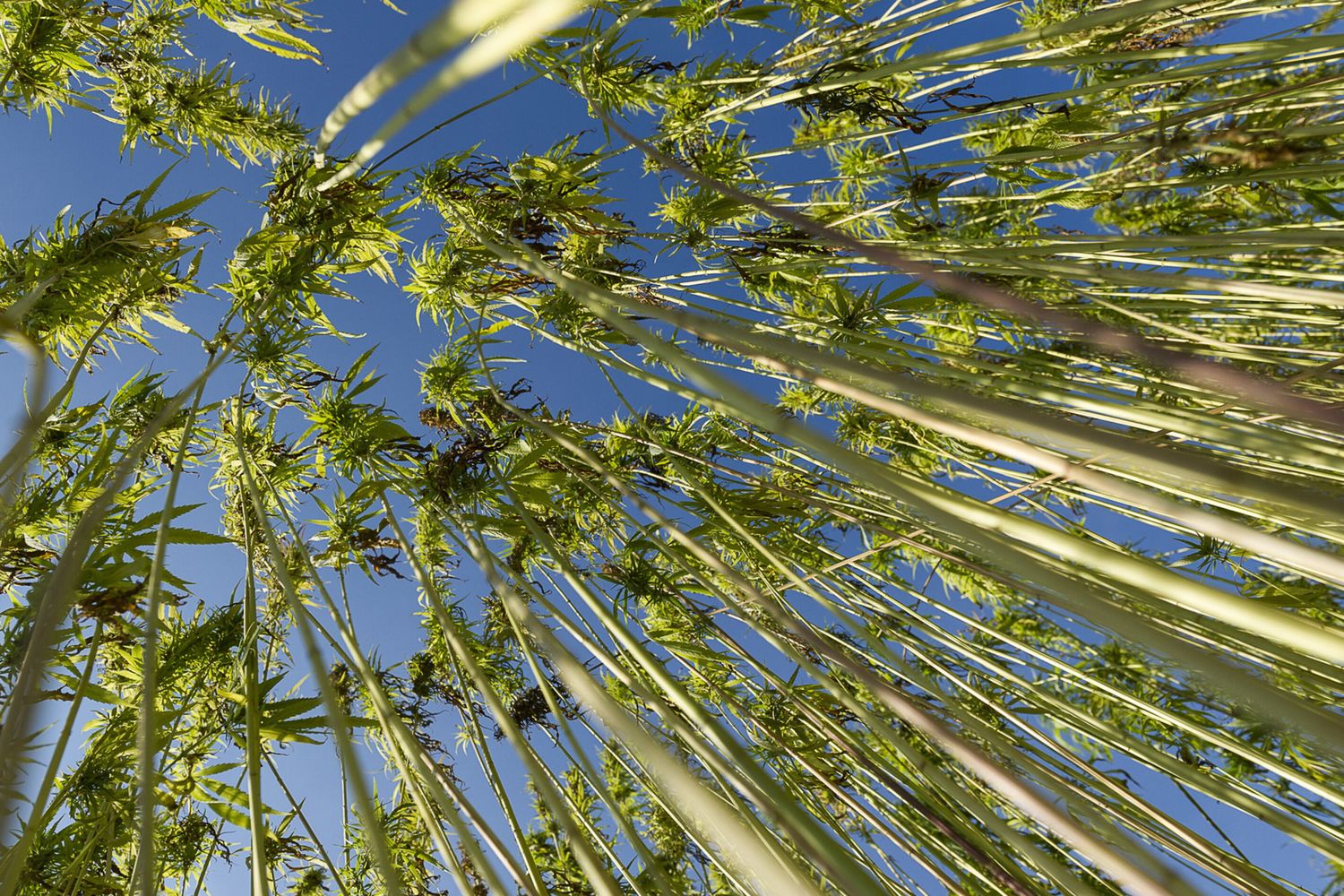 Una coltivazione di canapa