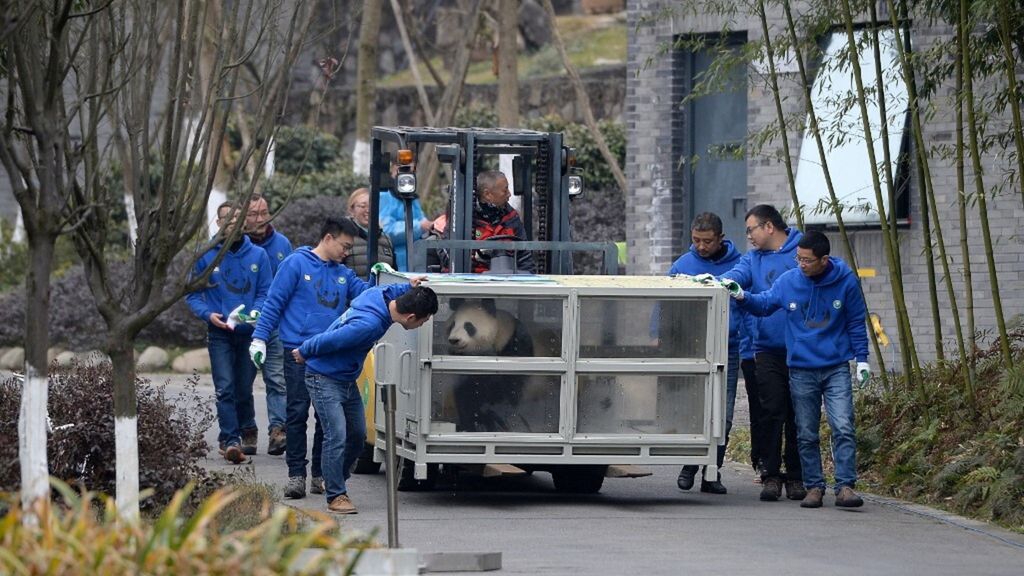 Uno dei due panda giganti, Jin Bao Bao e Hua Bao, prima dell'invio in Finlandia in un camion presso la base di Dujiangyan del China Conservation and Research Center for Giant Panda il 17 gennaio 2018