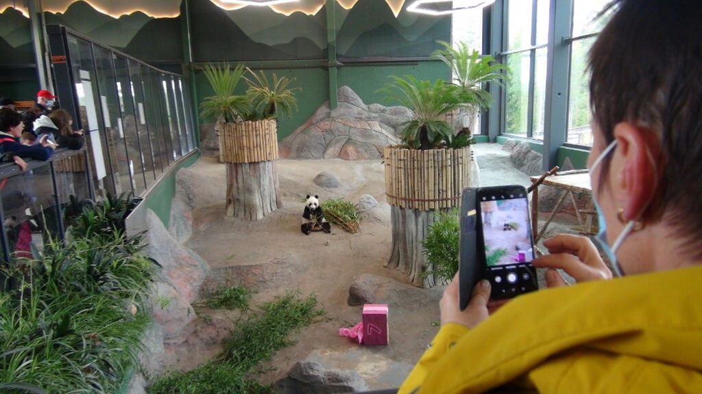 I visitatori scattano foto al panda gigante Jin Baobao allo zoo di Ahtari, in Finlandia, il 18 settembre 2021