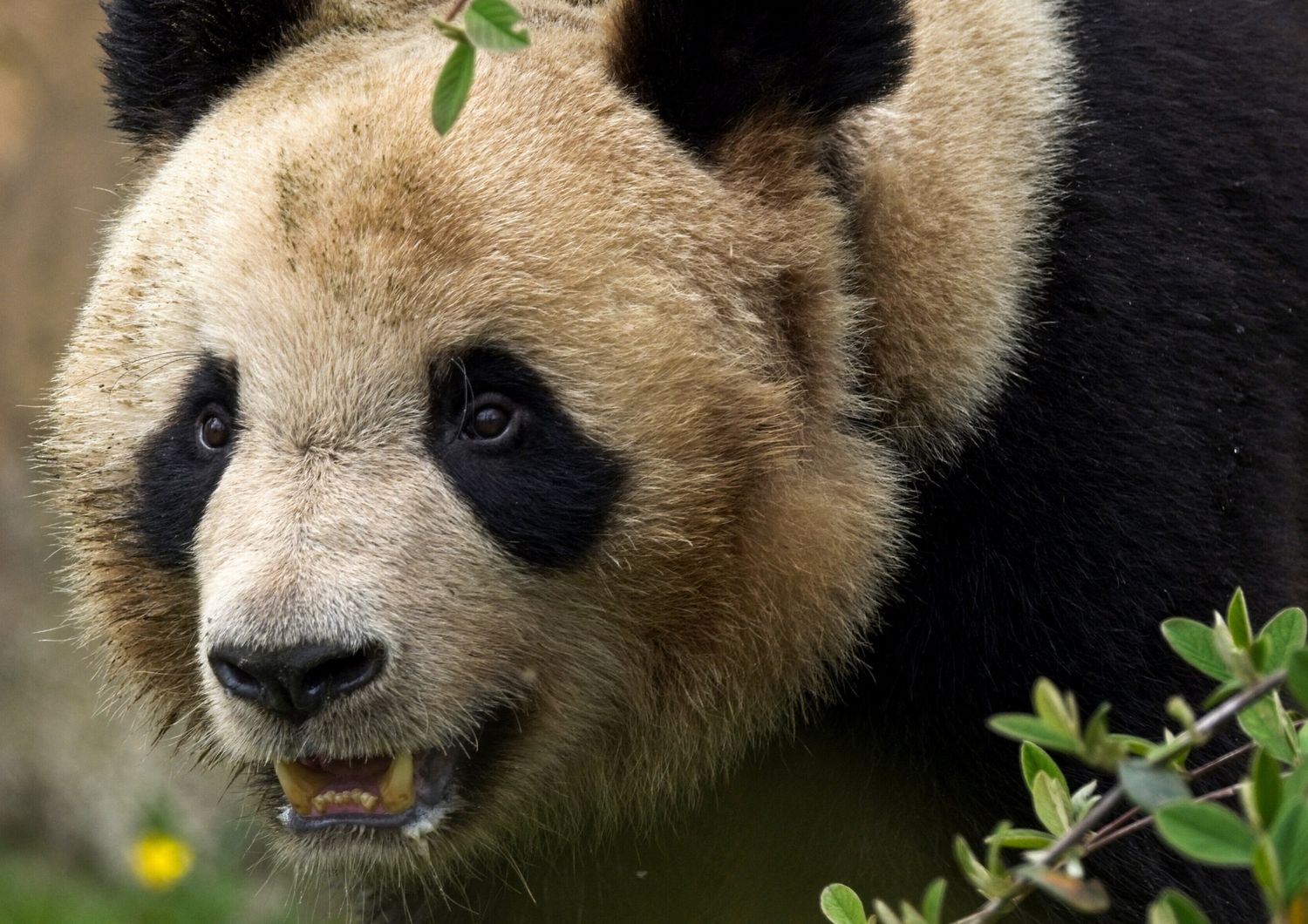 Yuan Meng, il panda nato in Francia nel 2017