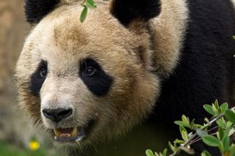 Yuan Meng, il panda nato in Francia nel 2017