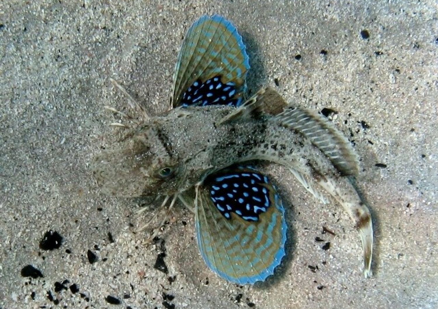 Gallinella di mare