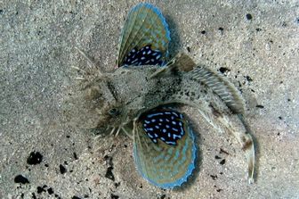 Gallinella di mare