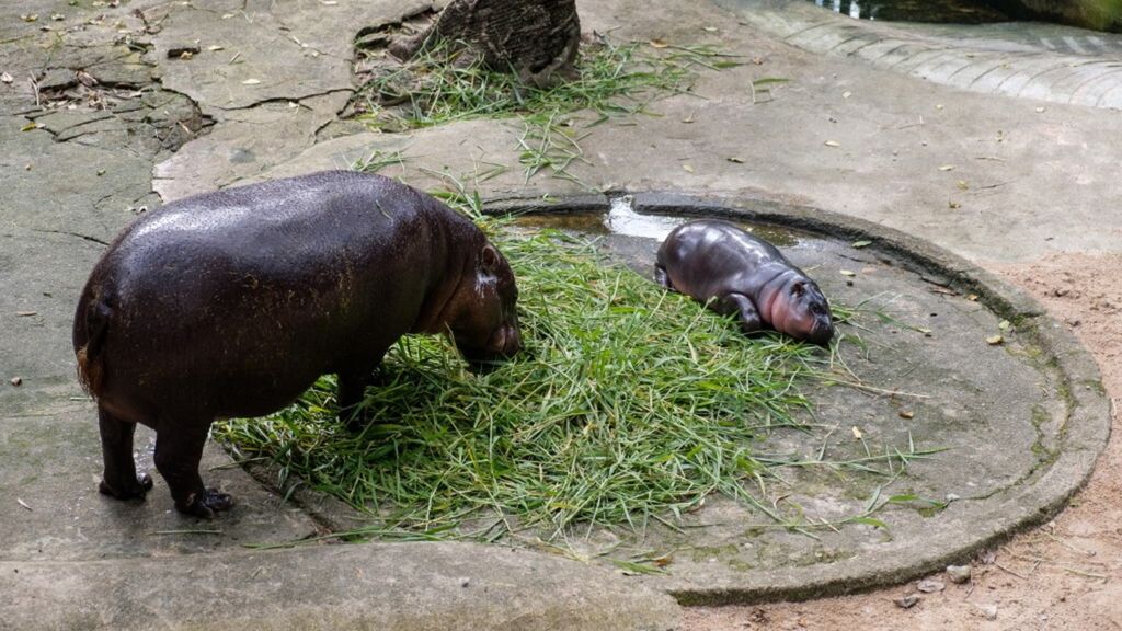 Moo Deng, cucciolo di ippopotamo pigmeo