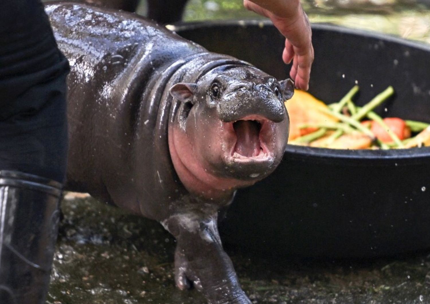 nasce cucciolo ippopotamo pigmeo star zoo thailandia