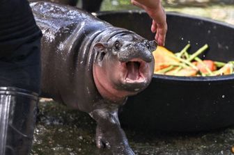 nasce cucciolo ippopotamo pigmeo star zoo thailandia