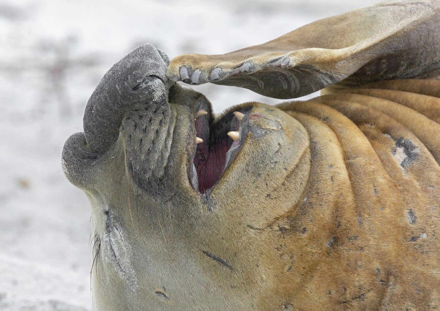 Un elefante marino fotografato alle isole Falkland